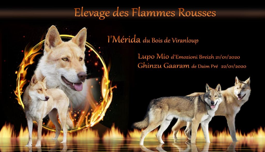 Des Flammes Rousses - Mariage Mérida 2020