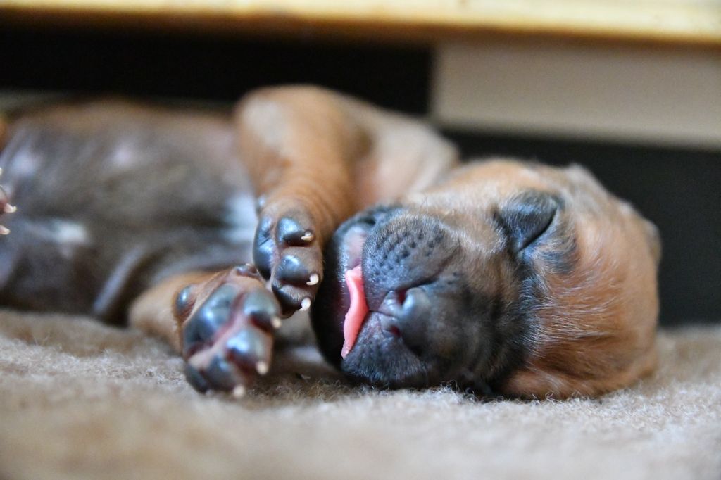 chiot Rhodesian Ridgeback Des Flammes Rousses