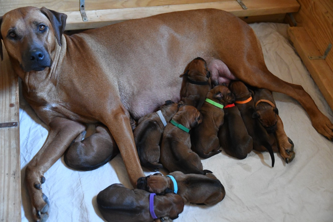 Des Flammes Rousses - Rhodesian Ridgeback - Portée née le 12/11/2025