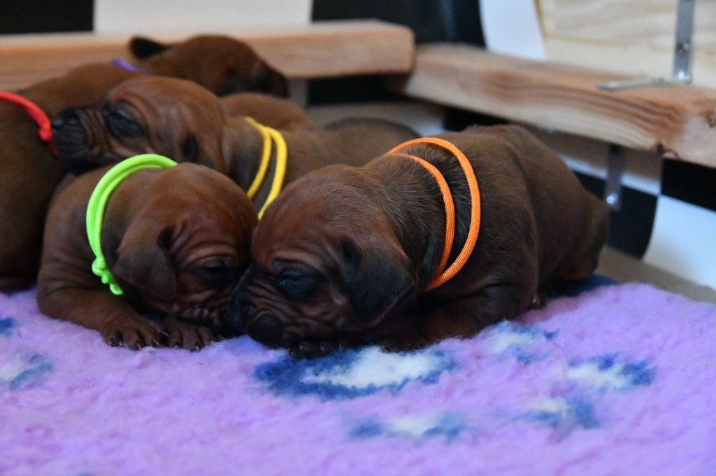 Chiot Rhodesian Ridgeback Des Flammes Rousses