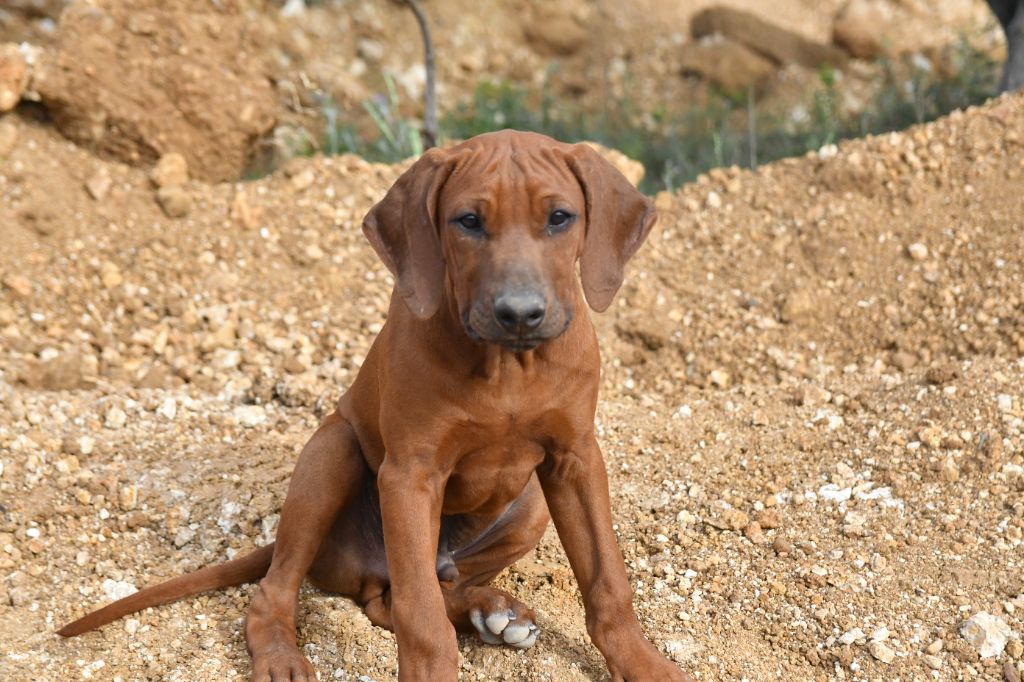 Des Flammes Rousses - Chiots disponibles - Rhodesian Ridgeback